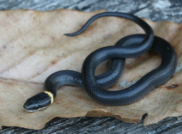 Ringneck Snake